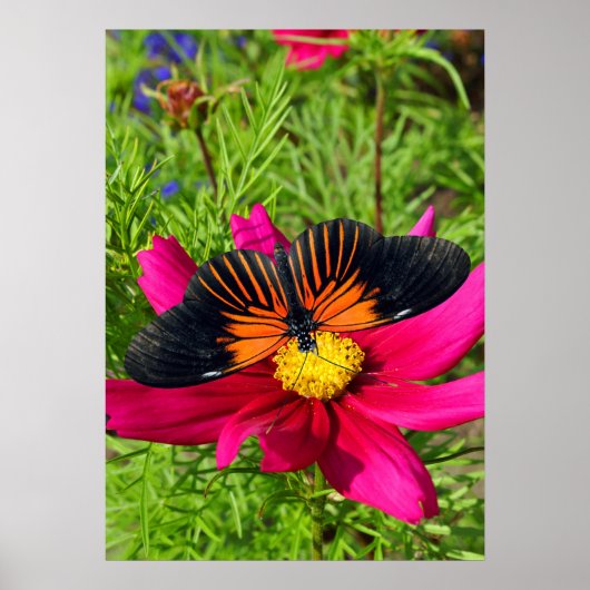 Mexican aster flower with a Doris Longwing  Poster (Voorkant)