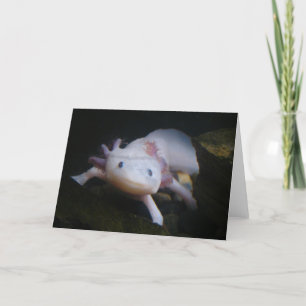 Mexican Axolotl Kaart