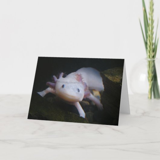 Mexican Axolotl Kaart (Voorkant)