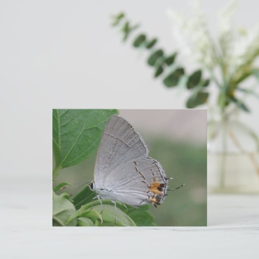MEXICAN GRAY HAIRSTREAK BUTTERFLES BRIEFKAART (Staand voorkant)