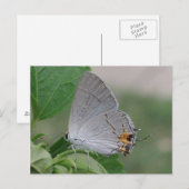 MEXICAN GRAY HAIRSTREAK BUTTERFLES BRIEFKAART (Voorkant / Achterkant)
