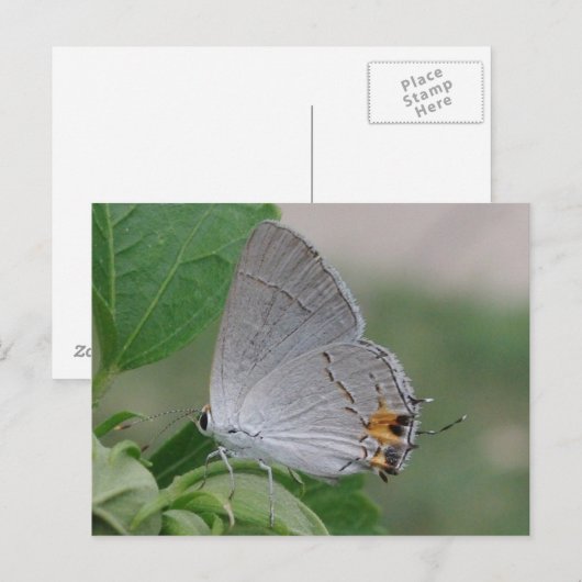MEXICAN GRAY HAIRSTREAK BUTTERFLES BRIEFKAART (Voorkant / Achterkant)