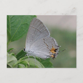 MEXICAN GRAY HAIRSTREAK BUTTERFLES BRIEFKAART