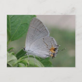 MEXICAN GRAY HAIRSTREAK BUTTERFLES BRIEFKAART (Voorkant)