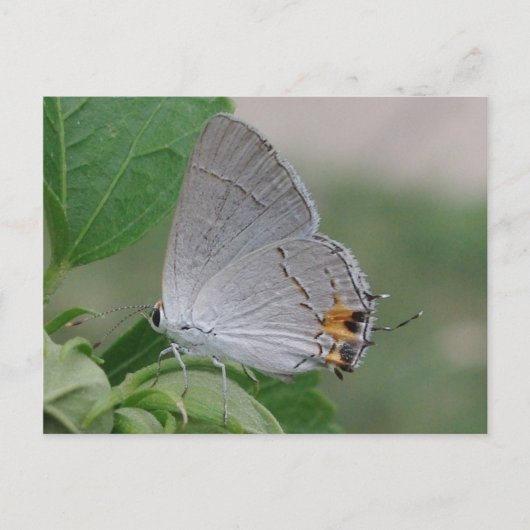 MEXICAN GRAY HAIRSTREAK BUTTERFLES BRIEFKAART (Voorkant)