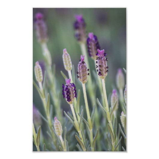 Mexican Lavender Foto Afdruk (Voorkant)