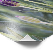 Mexican Lavender Foto Afdruk (Hoek)