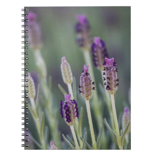 Mexican Lavender Notitieboek (Voorkant)