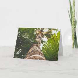 Mexican Palm Tree From Below Kaart