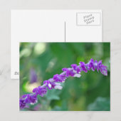 Mexican Sage Briefkaart (Voorkant / Achterkant)