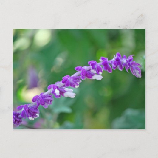 Mexican Sage Briefkaart (Voorkant)