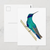 Mexican Violetear Hummingbird Briefkaart (Voorkant / Achterkant)