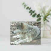 Mexican Wolf Postcard Briefkaart (Staand voorkant)