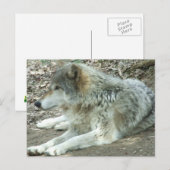 Mexican Wolf Postcard Briefkaart (Voorkant / Achterkant)