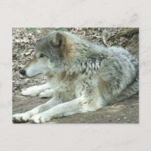 Mexican Wolf Postcard Briefkaart