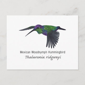 Mexican Woodnymph Hummingbird met naam Briefkaart
