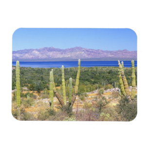Mexico, Baja California Sur, Cardon Cactus bij Magneet