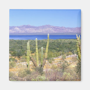 Mexico, Baja California Sur, Cardon Cactus bij Magneet