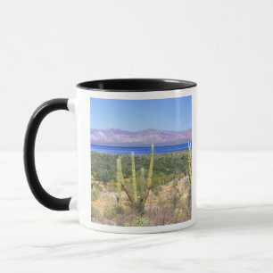 Mexico, Baja California Sur, Cardon Cactus bij Mok