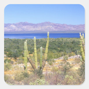 Mexico, Baja California Sur, Cardon Cactus bij Vierkante Sticker