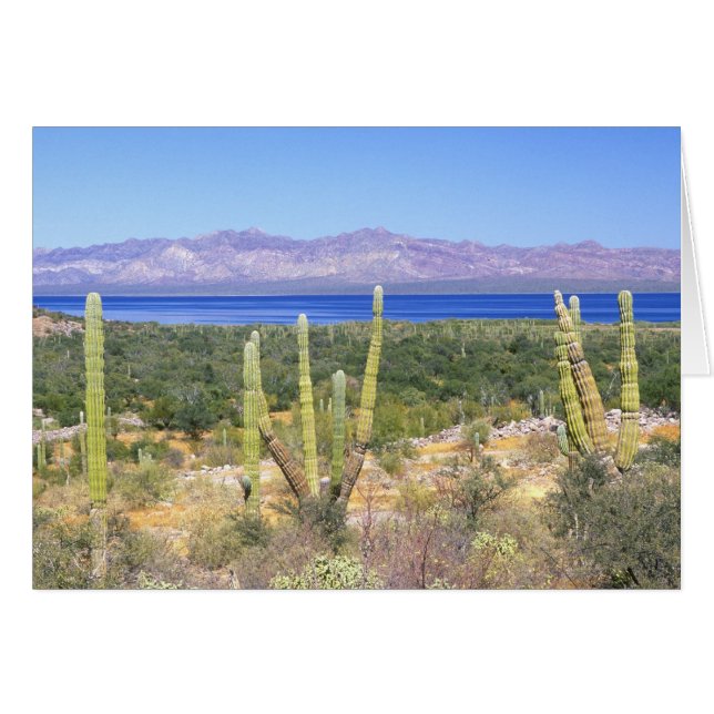 Mexico, Baja California Sur, Cardon Cactus op (Voorkant Horizontaal)