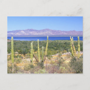 Mexico, Baja California Sur, Cardon Cactus op Briefkaart