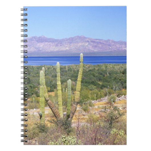 Mexico, Baja California Sur, Cardon Cactus op Notitieboek (Voorkant)