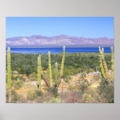 Mexico, Baja California Sur, Cardon Cactus op Poster (Voorkant)