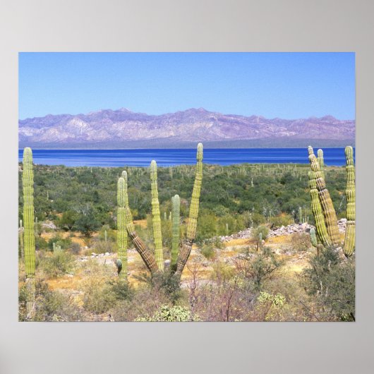 Mexico, Baja California Sur, Cardon Cactus op Poster (Voorkant)