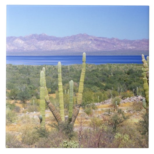 Mexico, Baja California Sur, Cardon Cactus op Tegeltje (Voorkant)