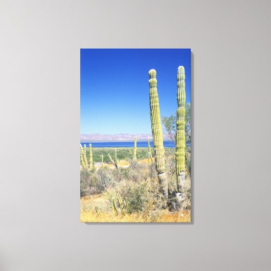 Mexico, Baja California Sur, Mulege, Baai Canvas Afdruk (Voorkant)