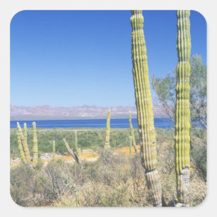 Mexico, Baja California Sur, Mulege, Baai Vierkante Sticker