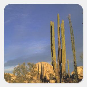 Mexico, Baja del Norte, Catavina woestijn nationaa Vierkante Sticker