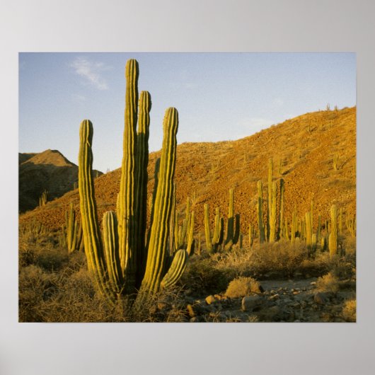 Mexico, Baja, eiland Santa Catalina, zee Poster (Voorkant)