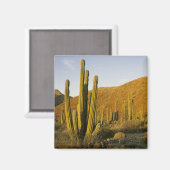 Mexico, Baja, Santa Catalina, Zee van Magneet (Voorkant / Achterkant)