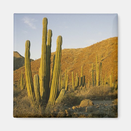 Mexico, Baja, Santa Catalina, Zee van Magneet (Voorkant)