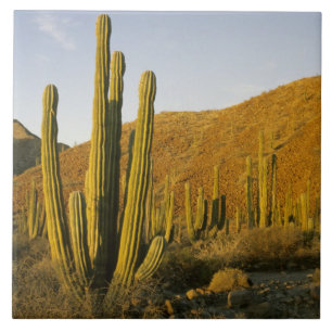 Mexico, Baja, Santa Catalina, Zee van Tegeltje