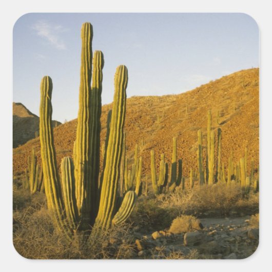 Mexico, Baja, Santa Catalina, Zee van Vierkante Sticker (Voorkant)