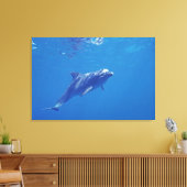 Mexico, Cozumel. Bottlenosed Dolphin Canvas Afdruk (Insitu (Woonkamer))