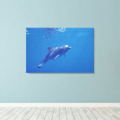 Mexico, Cozumel. Bottlenosed Dolphin Canvas Afdruk (Insitu (Houten vloer))
