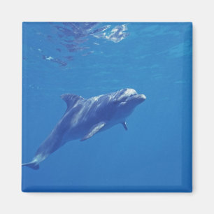 Mexico, Cozumel. Bottlenosed Dolphin Magneet