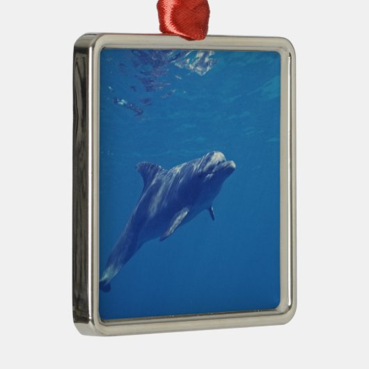 Mexico, Cozumel. Bottlenosed Dolphin Metalen Ornament (Rechts)