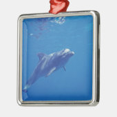 Mexico, Cozumel. Bottlenosed Dolphin Metalen Ornament (Links)