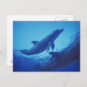 Mexico, Cozumel. Dolfijn met flensoren, Tursiops Briefkaart (Voorkant / Achterkant)