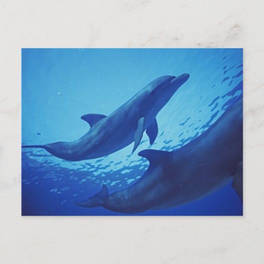 Mexico, Cozumel. Dolfijn met flensoren, Tursiops Briefkaart (Voorkant)