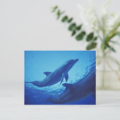 Mexico, Cozumel. Dolfijn met flensoren, Tursiops Briefkaart (Staand voorkant)