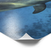 Mexico, Cozumel. Dolfijn met flensoren, Tursiops Foto Afdruk (Hoek)