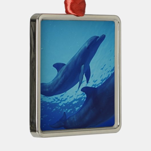 Mexico, Cozumel. Dolfijn met flensoren, Tursiops Metalen Ornament (Rechts)