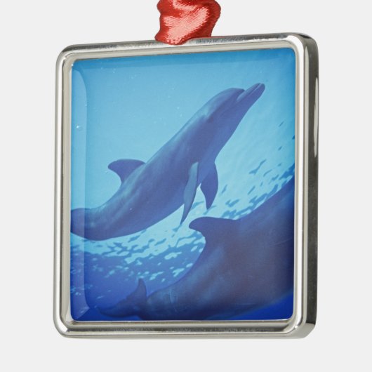 Mexico, Cozumel. Dolfijn met flensoren, Tursiops Metalen Ornament (Links)