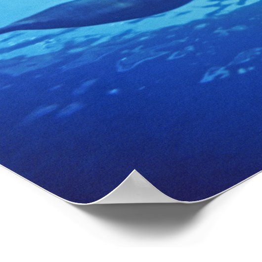 Mexico, Cozumel. Dolfijn met flensoren, Tursiops Poster (Hoek)